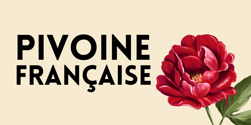 Mai pivoine