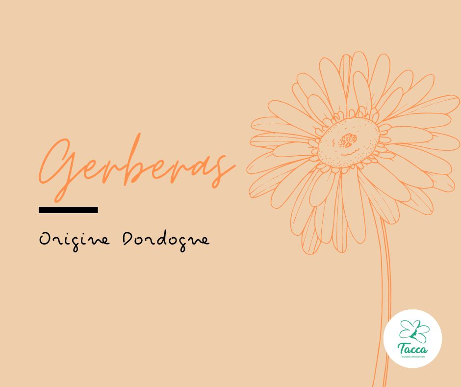 Septembre // Gerberas
