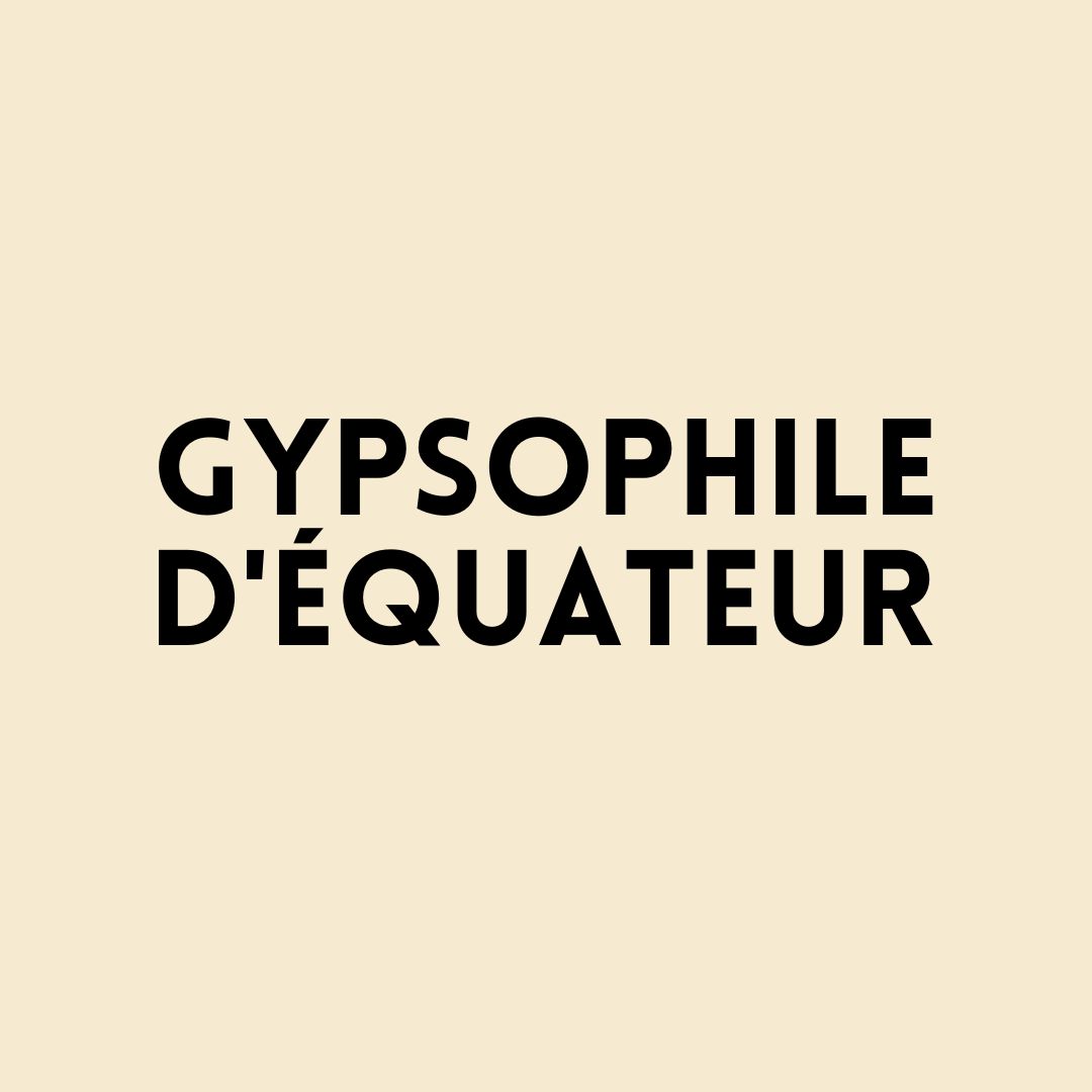 Le gypsophile