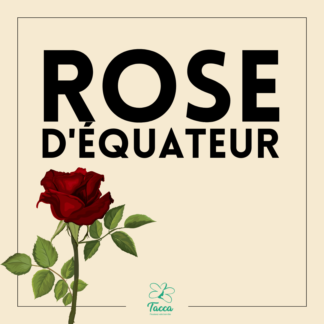 La Rose d'Équateur