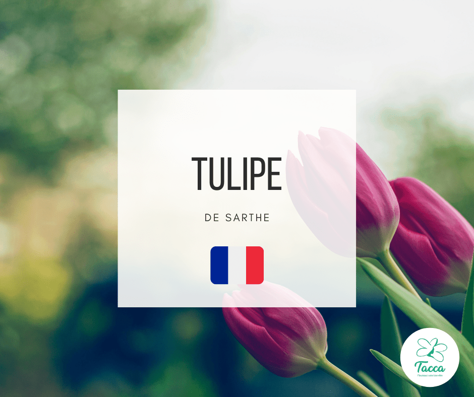 Découvrez la tulipe de Sarthe tout le mois de Mars !