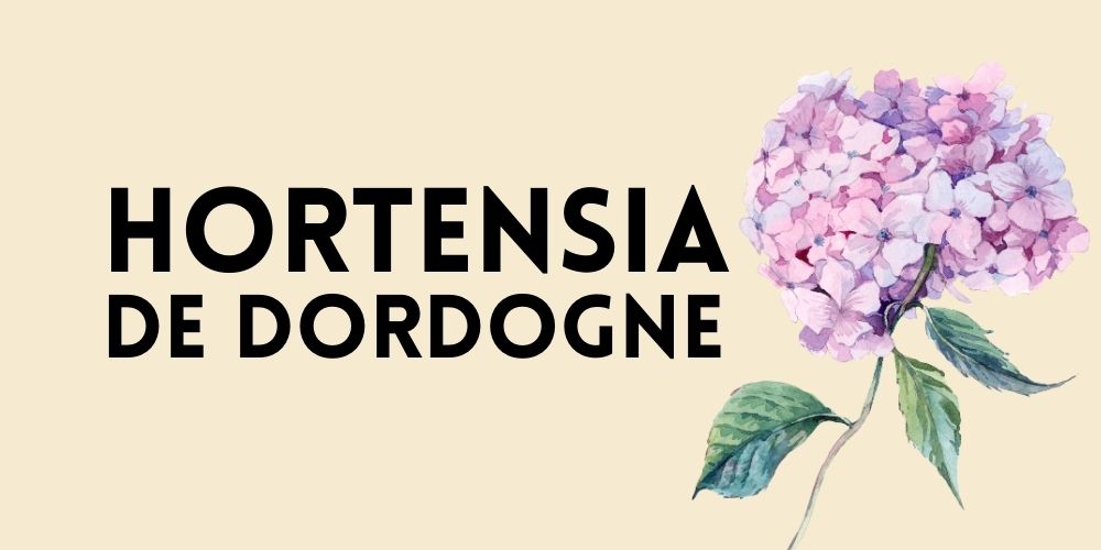 Hortensia de Dordogne