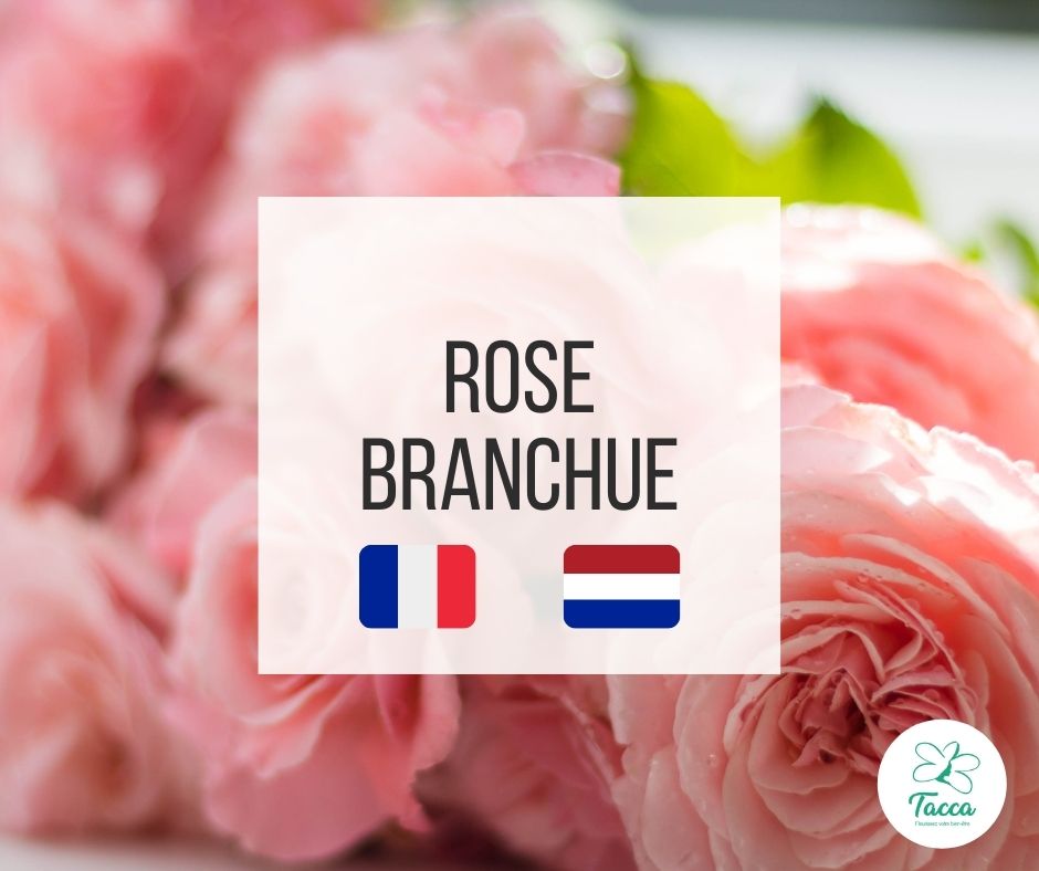 rose branchue