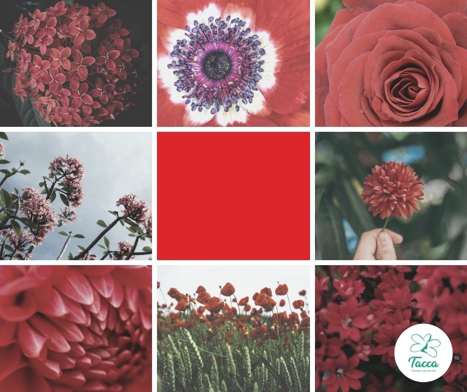 haut en couleur rouge