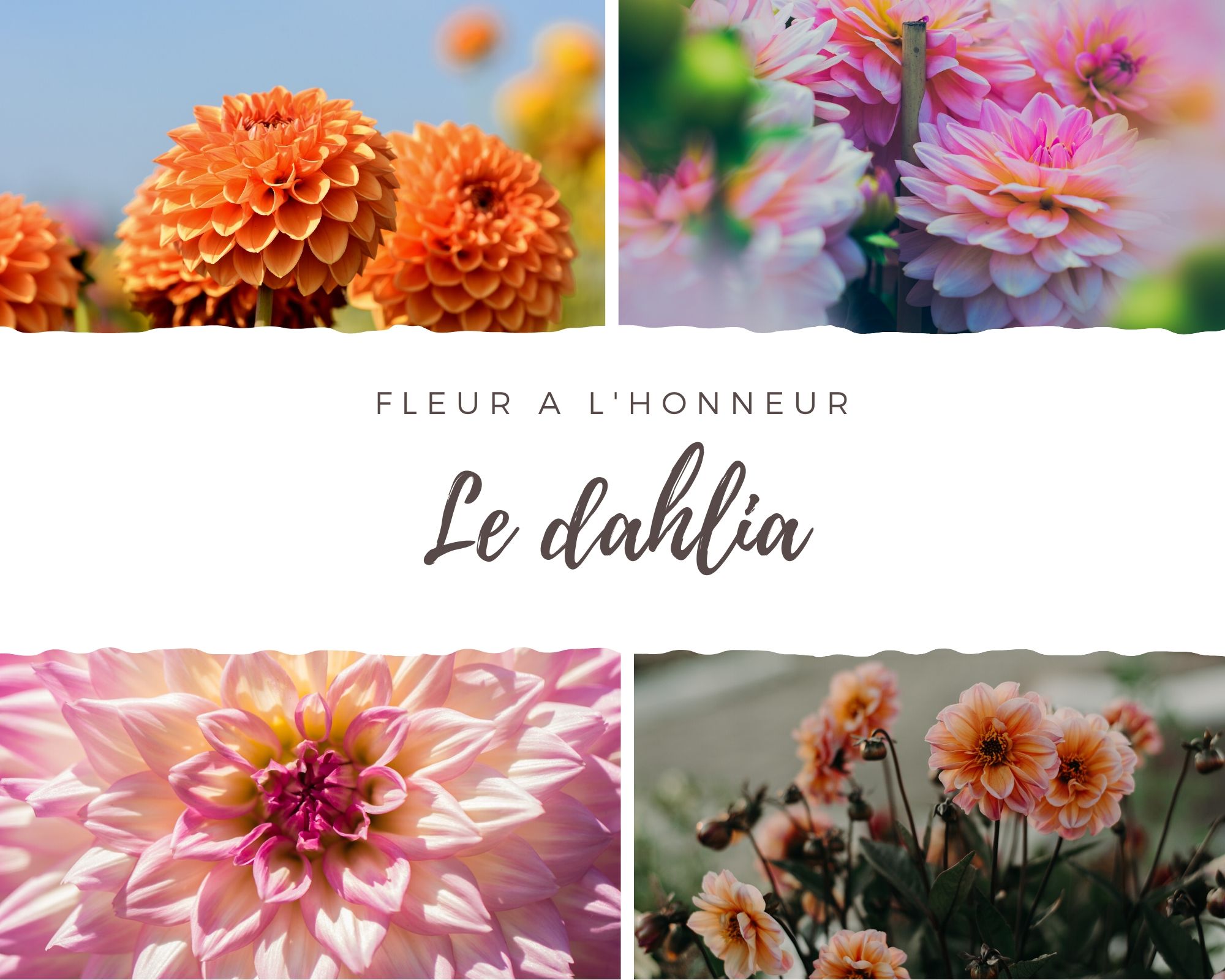 le dahlia