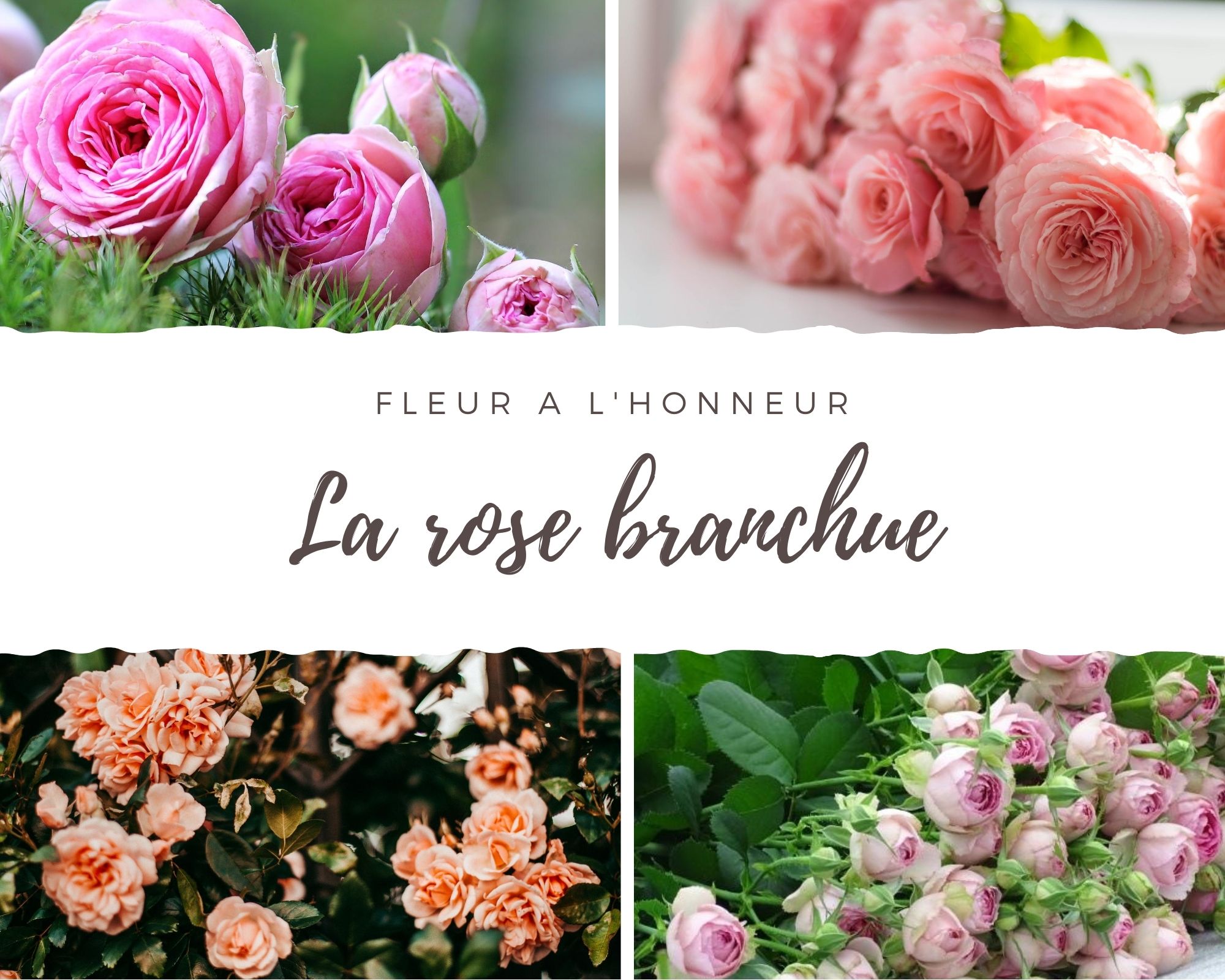 La rose branchue