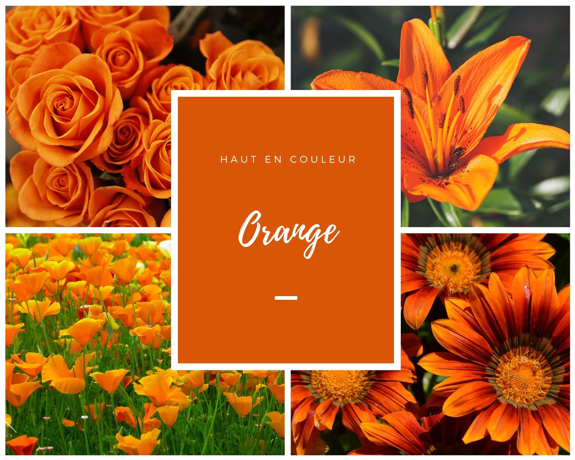 Tacca orange