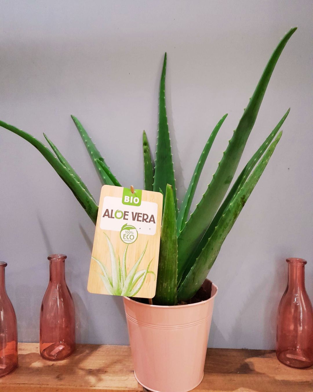 Aloe vera