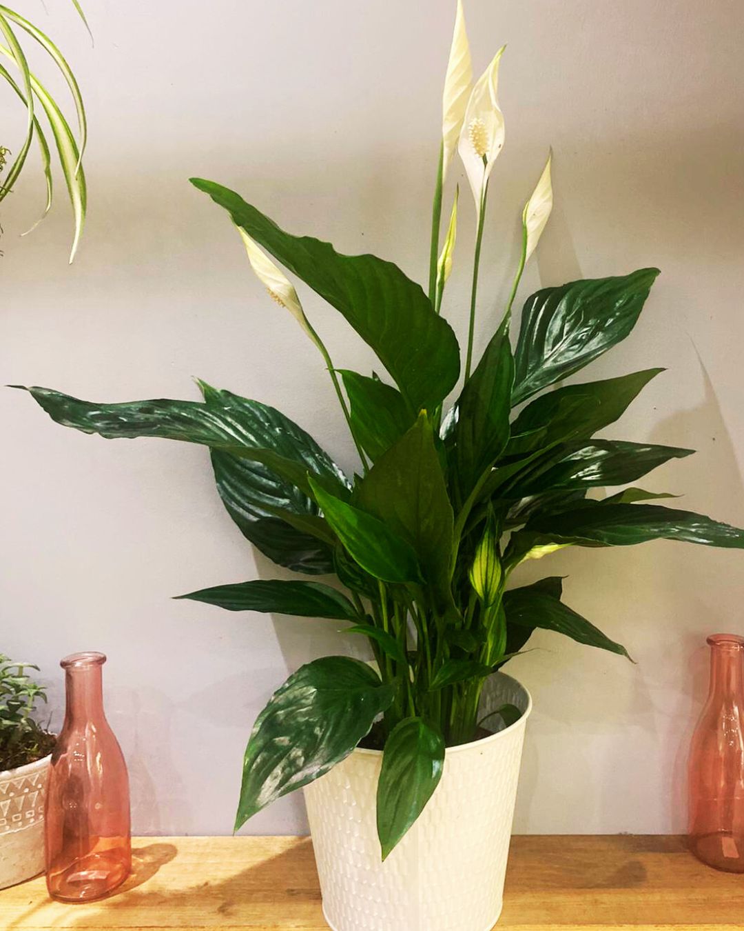 Spathiphyllum