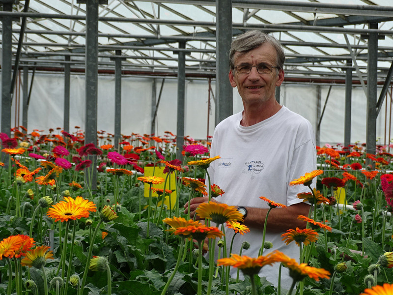 Producteur Gerbera Lot et Garonne