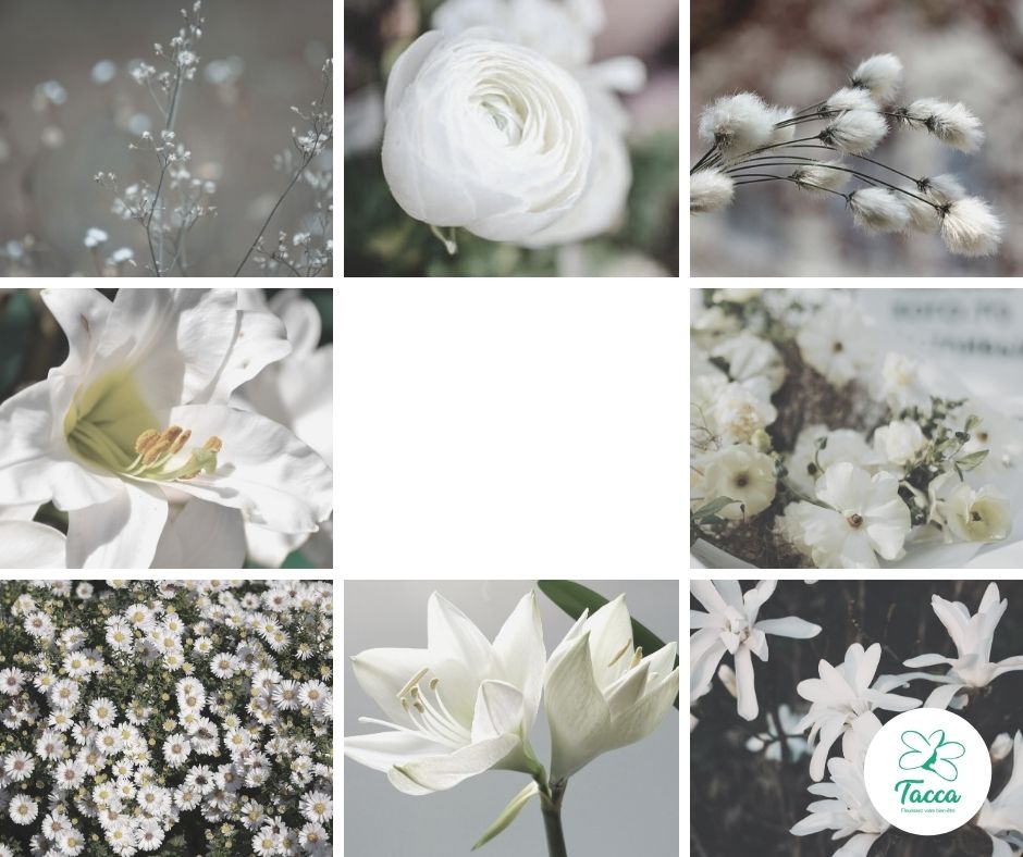 Fleurs blanches