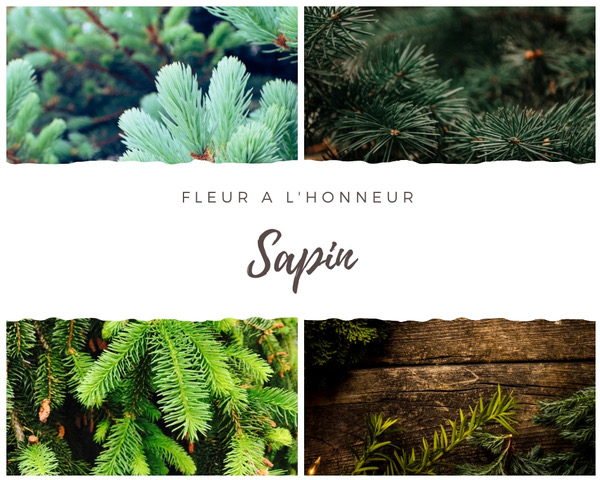 sapin
