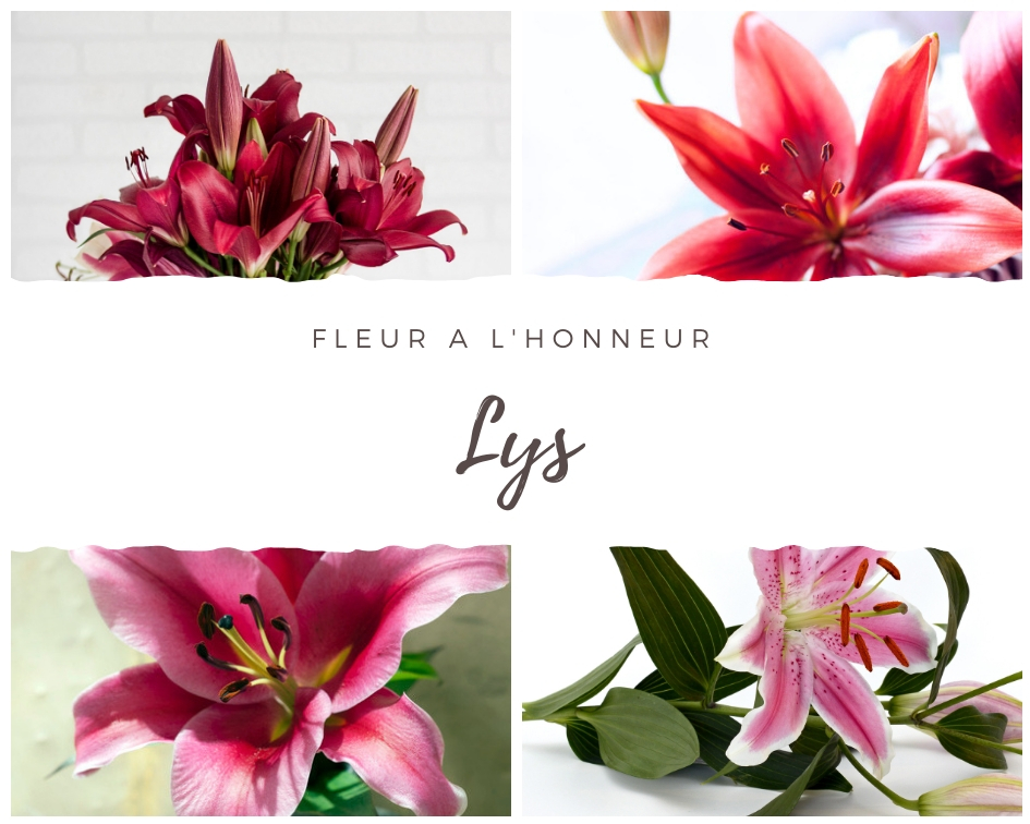 lys